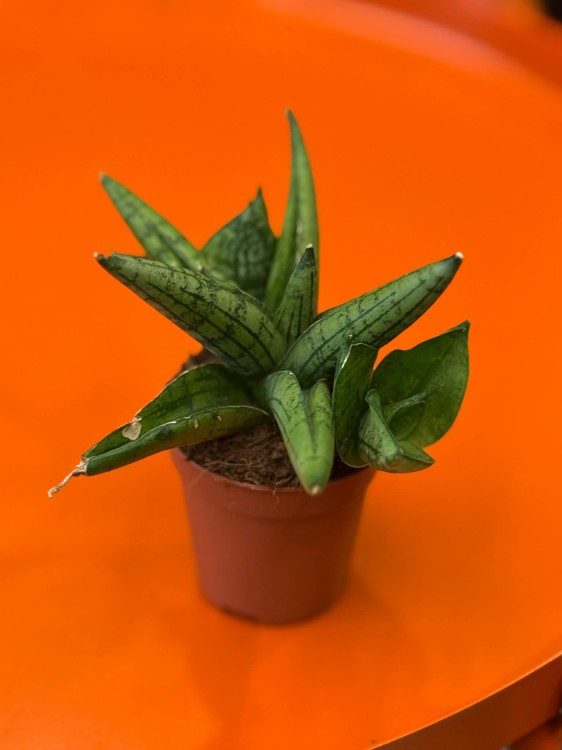 Sansevieria Brave Guy  wężownica Brave Guy  sansewieria   (3).jpg