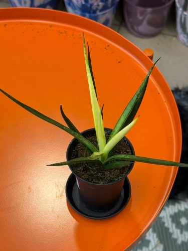Sansevieria Comet Chrysanta Lemon  wężownica lemon  sansewieria kolekcjonerska (2).jpg