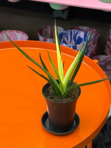 Sansevieria Comet Chrysanta Lemon  wężownica lemon  sansewieria kolekcjonerska (3).jpg