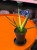 Sansevieria Comet Chrysanta Lemon  wężownica lemon  sansewieria kolekcjonerska (3).jpg