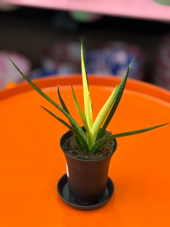 Sansevieria Comet Chrysanta Lemon  wężownica lemon  sansewieria kolekcjonerska (4).jpg