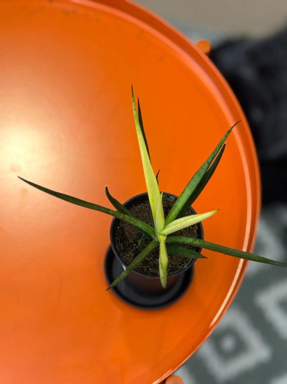 Sansevieria Comet Chrysanta Lemon  wężownica lemon  sansewieria kolekcjonerska (5).jpg