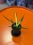 Sansevieria Comet Chrysanta Lemon  wężownica lemon  sansewieria kolekcjonerska (6).jpg