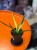 Sansevieria Comet Chrysanta Lemon  wężownica lemon  sansewieria kolekcjonerska (1).jpg