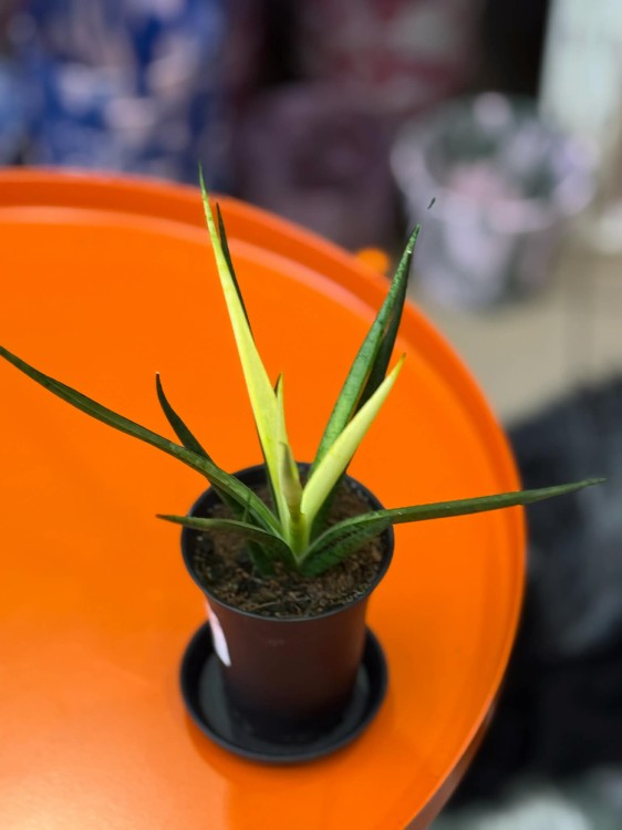 Sansevieria Comet Chrysanta Lemon  wężownica lemon  sansewieria kolekcjonerska (1).jpg