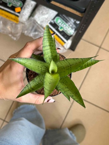 Sansevieria 'lotus'.jpeg