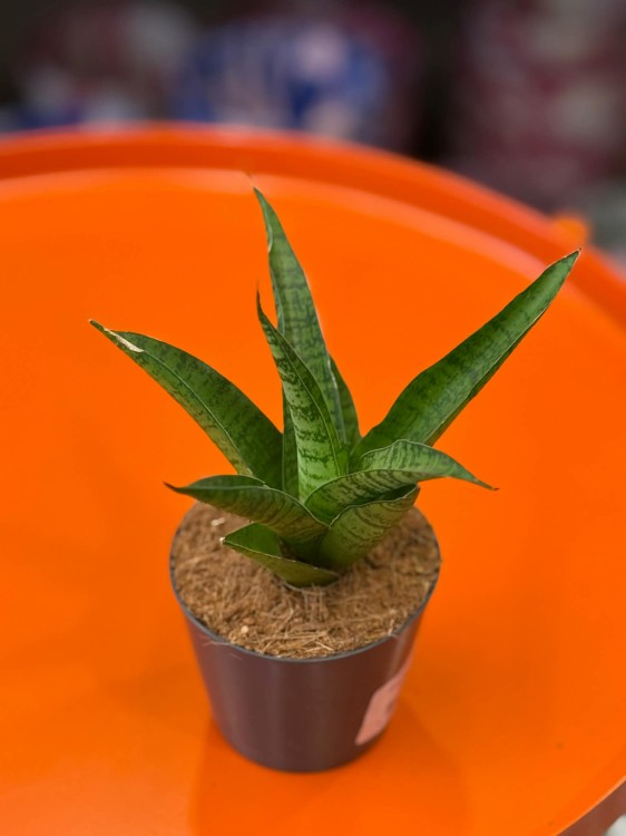 Sansevieria lotus sansewieria (2).jpg