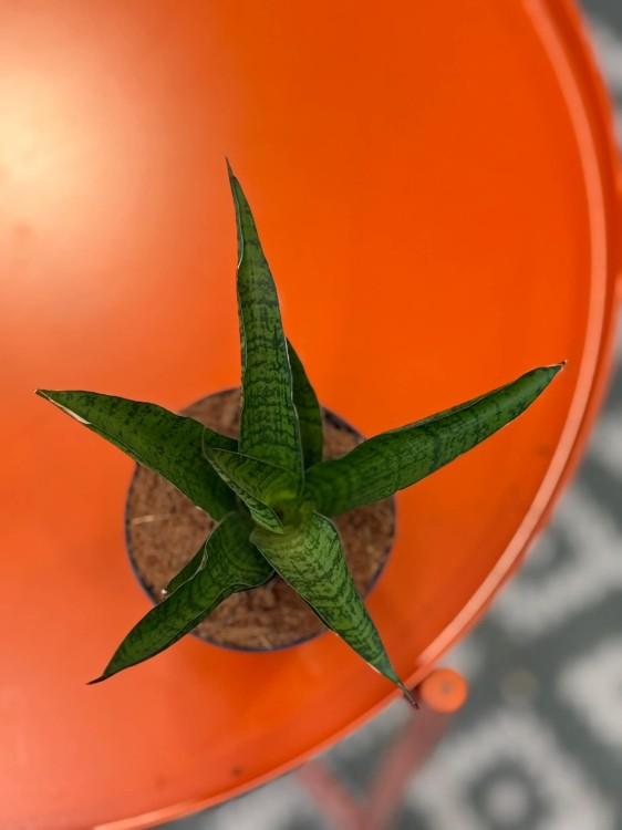 Sansevieria lotus sansewieria (4).jpg