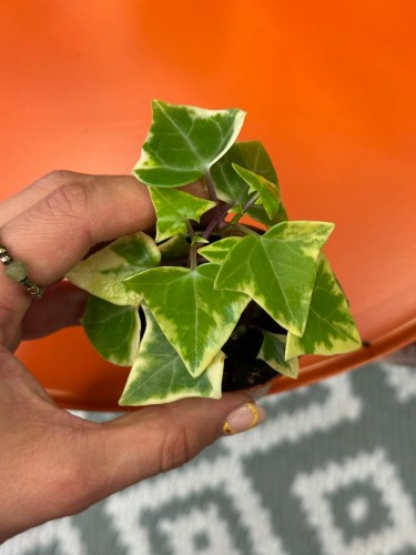 Senecio macroglossus Variegata  bluszczowy sukulent  senecio variegata  (3).jpg