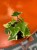 Senecio macroglossus Variegata  bluszczowy sukulent  senecio variegata  (4).jpg