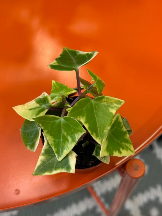 Senecio macroglossus Variegata  bluszczowy sukulent  senecio variegata  (4).jpg
