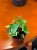 Senecio macroglossus Variegata  bluszczowy sukulent  senecio variegata  (1).jpg