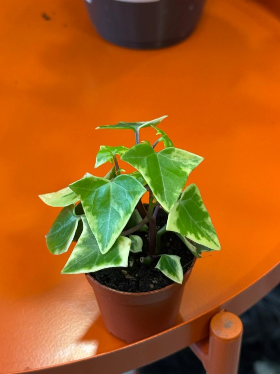 Senecio macroglossus Variegata  bluszczowy sukulent  senecio variegata  (1).jpg