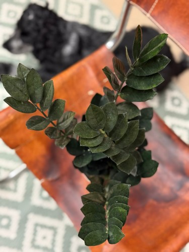 zamiokulkas raven  zamioculcas zamiifolia 'Dowon' DØ 14cm (2).jpg