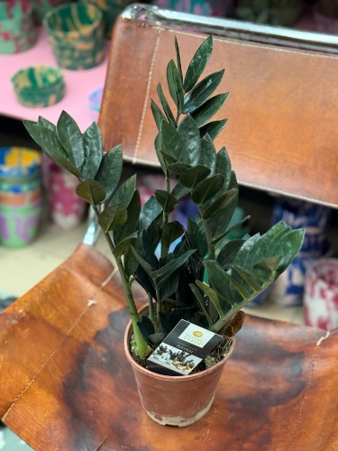 zamiokulkas raven  zamioculcas zamiifolia 'Dowon' DØ 14cm (3).jpg