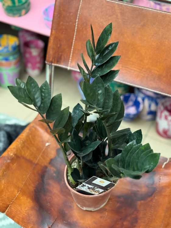 zamiokulkas raven  zamioculcas zamiifolia 'Dowon' DØ 14cm (1).jpg