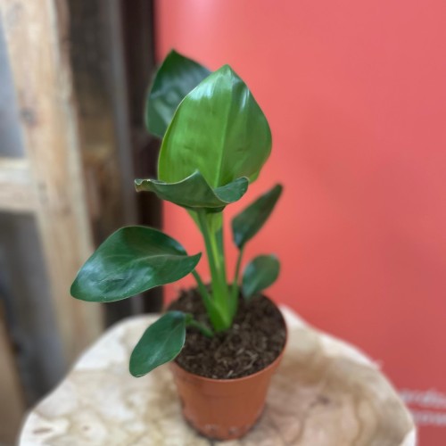 strelicja królewska rajski ptak kwiat strelicja reginae pomarańczowa (2).jpg