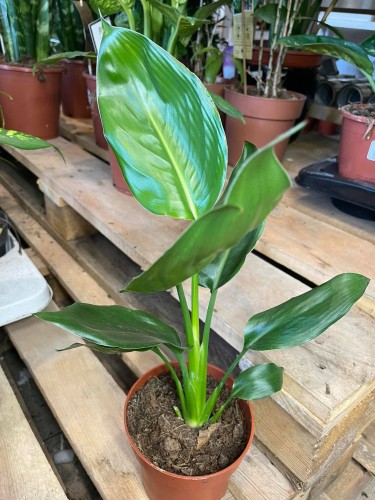 strelicja królewska rajski ptak kwiat  strelitzia reginae