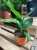 strelicja królewska rajski ptak kwiat  strelitzia reginae