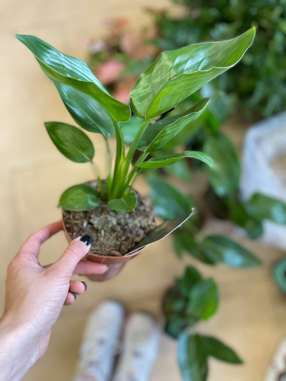 strelicja królewska rajski ptak kwiat  strelitzia reginae