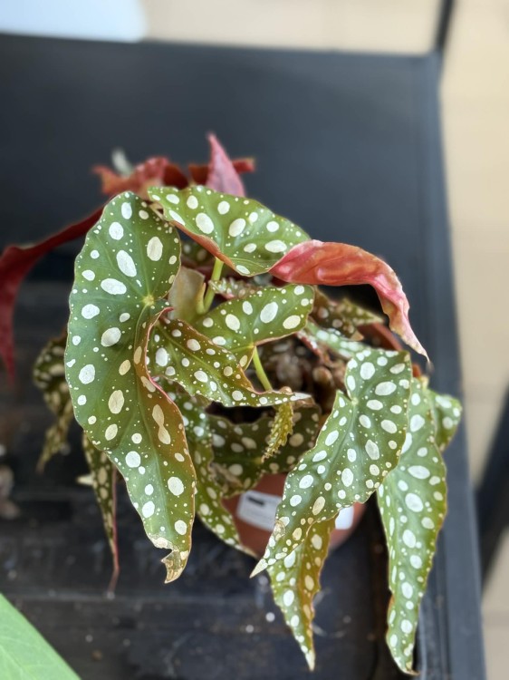 begonia maculata (2).jpg