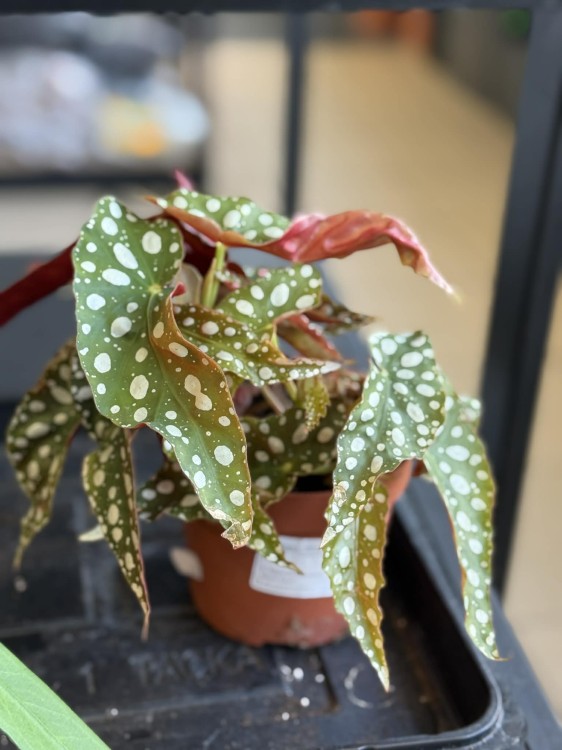 begonia maculata (3).jpg
