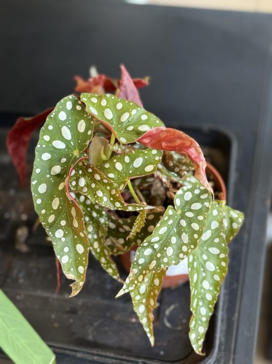 begonia maculata (1).jpg