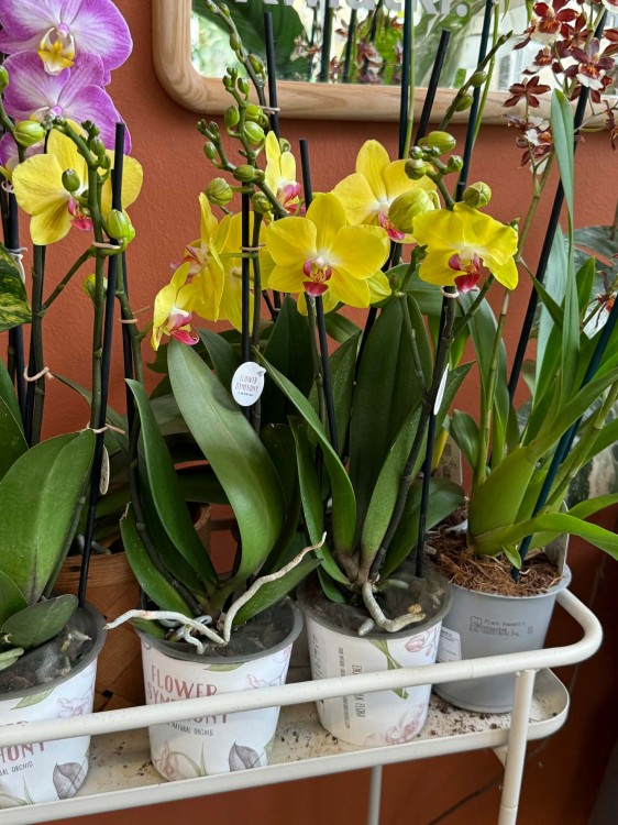 Phalaenopsis storczyk   żółty DØ12 cm  (2).jpg