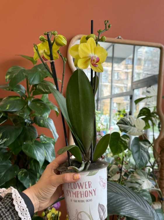 Phalaenopsis storczyk   żółty DØ12 cm  (1).jpg