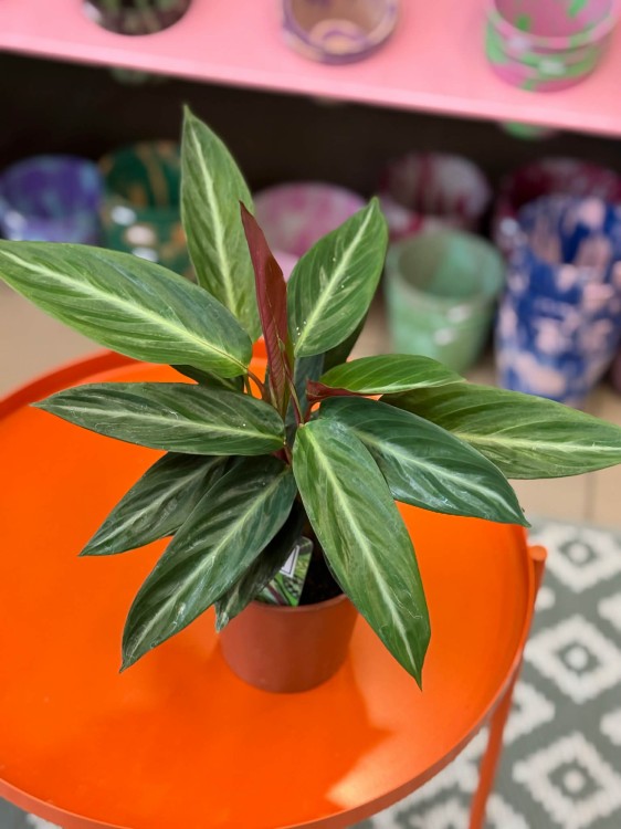 Stromanthe sanguinea ‘Magic Star’ DØ12cm (3).jpg