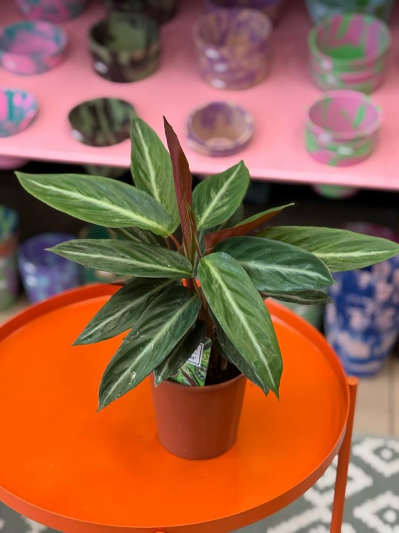 Stromanthe sanguinea ‘Magic Star’ DØ12cm (1).jpg