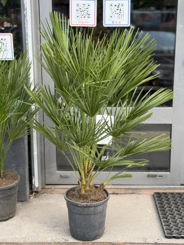 chamaerops humilis karłatka niska.jpg