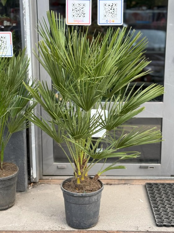 chamaerops humilis karłatka niska.jpg