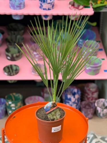 Chamaerops humilis  palma karłowa  palma wachlarzowa (2).jpg