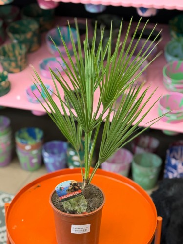 Chamaerops humilis  palma karłowa  palma wachlarzowa (3).jpg