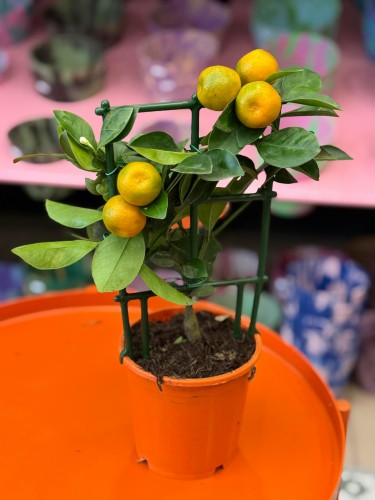 Citrus calamondin  kalamondyna  mini drzewko cytrusowe (2).jpg