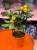 Citrus calamondin  kalamondyna  mini drzewko cytrusowe (2).jpg