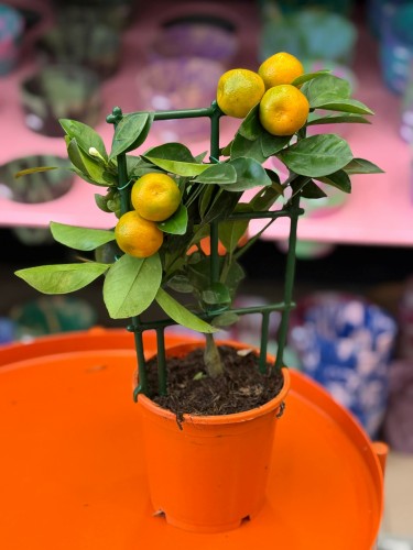 Citrus calamondin  kalamondyna  mini drzewko cytrusowe (3).jpg