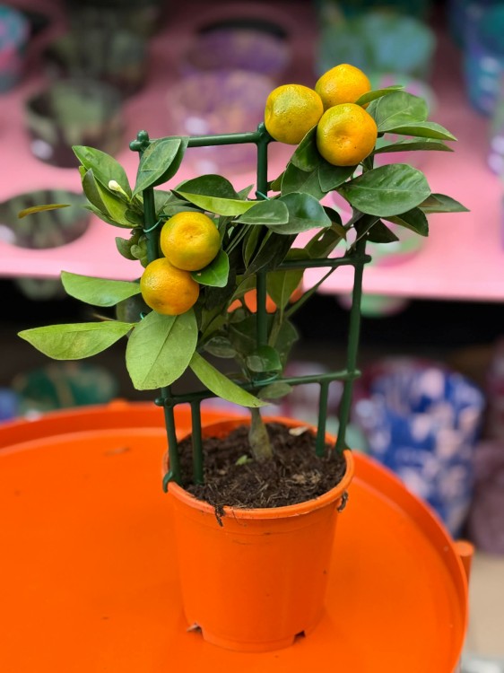 Citrus calamondin  kalamondyna  mini drzewko cytrusowe (3).jpg