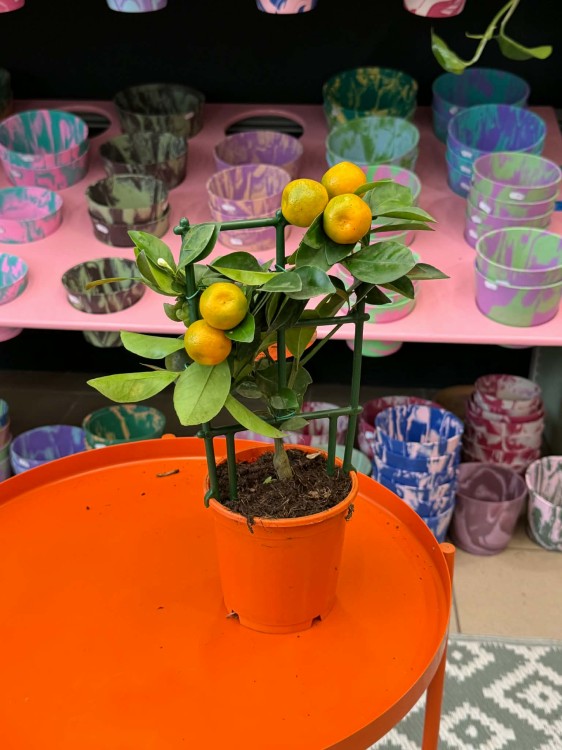 Citrus calamondin  kalamondyna  mini drzewko cytrusowe (4).jpg