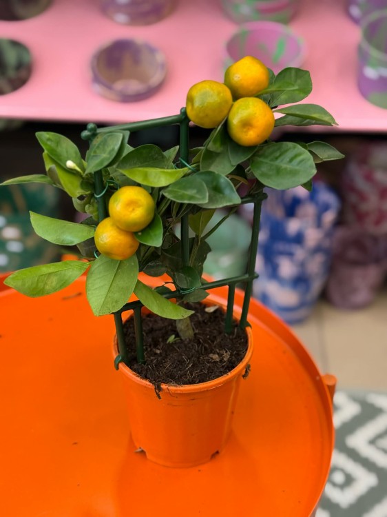 Citrus calamondin  kalamondyna  mini drzewko cytrusowe (1).jpg