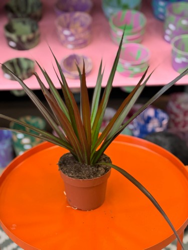 Dracena Magenta  (1).jpg