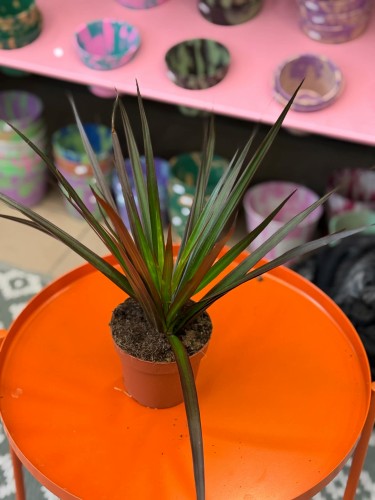 Dracena Magenta  (2).jpg