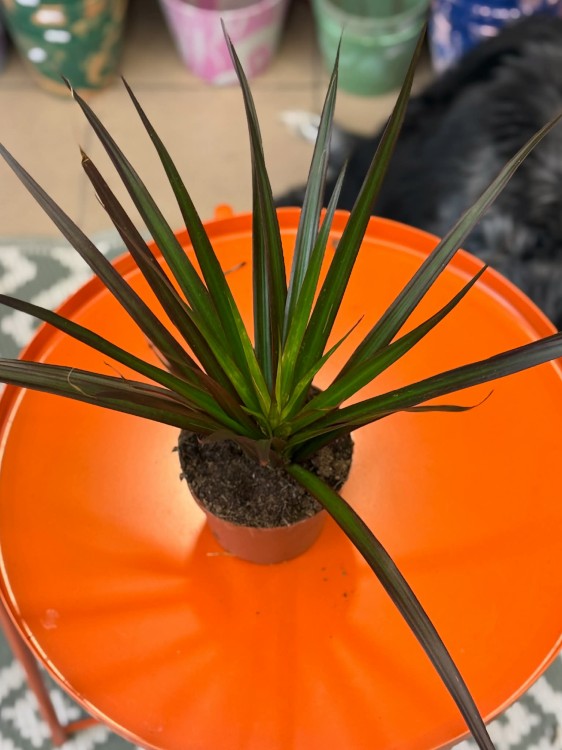 Dracena Magenta  (3).jpg