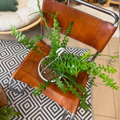 epiphyllum anguliger (16).jpg