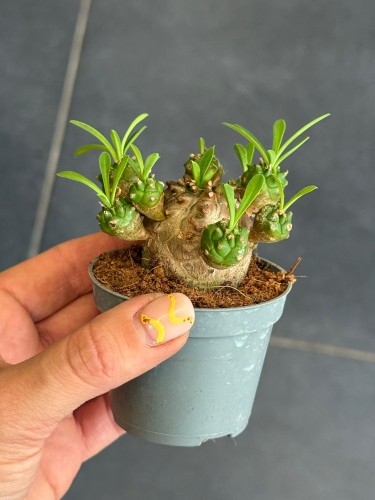 Euphorbia Japonica  wilczomlecz szczepiony  coral cactus (2).jpg