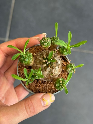 Euphorbia Japonica  wilczomlecz szczepiony  coral cactus (1).jpg