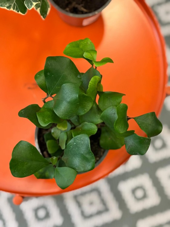 Fikus triangularis  fikus trójkątny  ficus green  (2).jpg