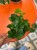 Fikus triangularis  fikus trójkątny  ficus green  (3).jpg