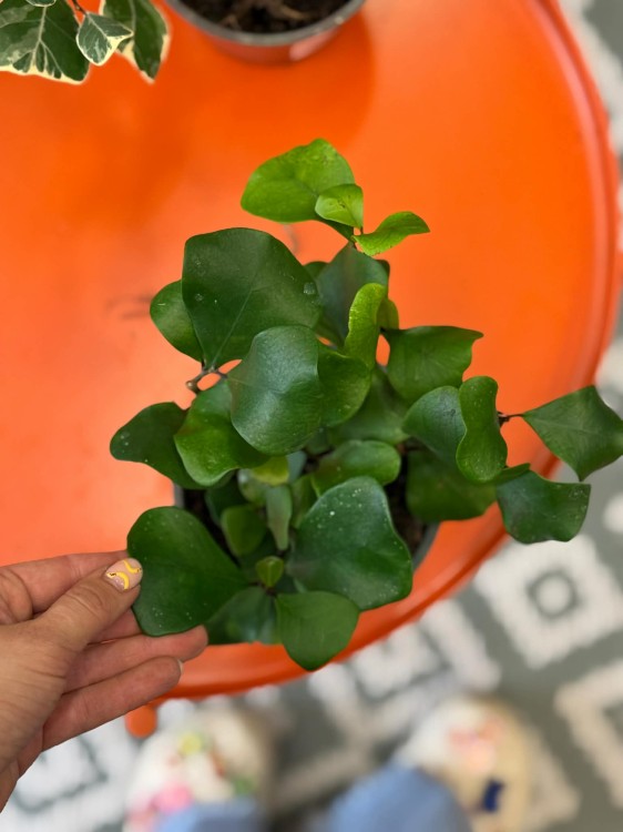 Fikus triangularis  fikus trójkątny  ficus green  (3).jpg